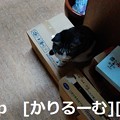Photos: 2018/12/04写真　猫スズ(すず)段ボールに座っている