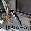 Photos: 2018/12/09　猫ハナ(はな)写真　KIMG0247