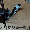 Photos: 2018/12/01猫スズと猫ハナの写真1812011944