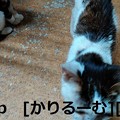 Photos: 2018/12/01猫スズとハナの写真1812011944