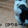 Photos: 2018/12/01猫ハナ(はな)の写真1812011944