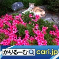 Photos: 花のある暮らし　手作りインテリア　cari.jp