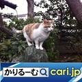 Photos: 全国に広がる、コラボ店！　cari.jp