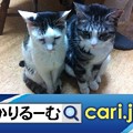 Photos: 2020年8月分　広報・記事等　cari.jp