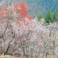Photos: 紅葉と冬桜のコラボー２