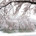 雪見桜１