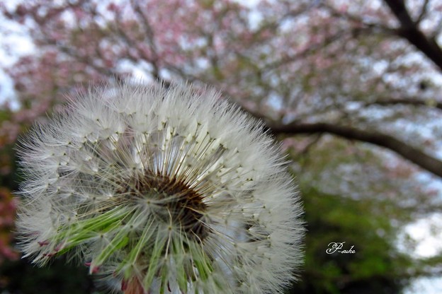 Photos: 桜とタンポポ