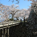 Photos: 彦根城桜5Ds8