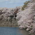 Photos: 彦根城桜5Ds11