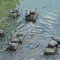 Photos: ブロックの上で甲羅干しする、生地川の亀 - 02