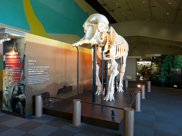 東山動植物園 動物開館：アフリカ象の骨格標本 - 1