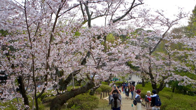 東山動植物園の桜 18年4月1日 No 18 桜の回廊へと通じる坂を上る人たち 途中で写真を撮る人たち 写真共有サイト フォト蔵