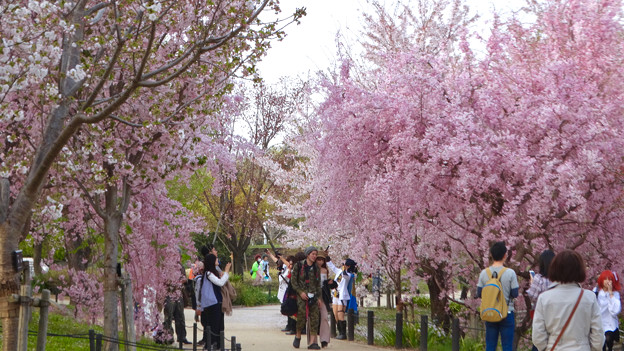 東山動植物園の桜 18年4月1日 No 22 桜の回廊 写真共有サイト フォト蔵