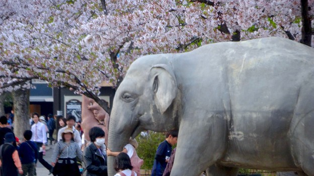 東山動植物園の桜（2018年4月1日）No - 29：ゾージアム横の桜