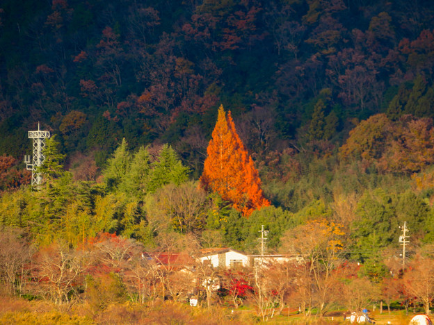 桃太郎神社辺りにあると思われる大きな赤い紅葉した木 - 1