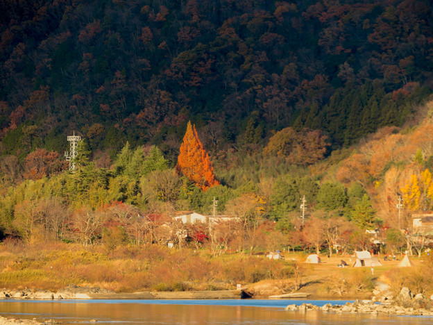 桃太郎神社辺りにあると思われる大きな赤い紅葉した木 - 2