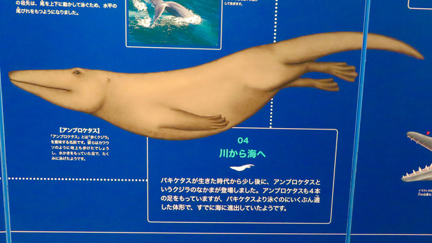 名古屋港水族館：クジラの祖先 - 2（アンブロケタス）