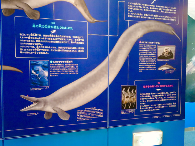 名古屋港水族館：クジラの祖先 - 4（バシロサウルス）
