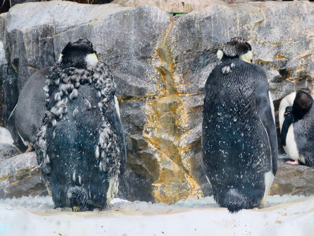 名古屋港水族館：毛が生え変わり中（？）だったコウテイペンギン - 2