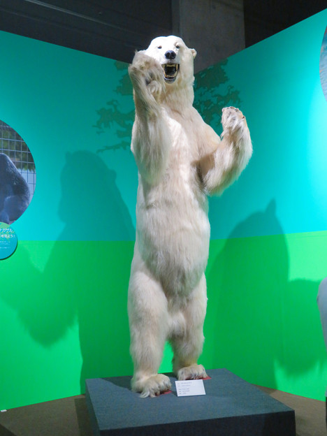 名古屋市科学館「絶滅動物研究所」展 No - 149：ホッキョクグマの剥製