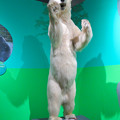 Photos: 名古屋市科学館「絶滅動物研究所」展 No - 149：ホッキョクグマの剥製