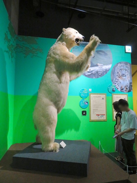 名古屋市科学館「絶滅動物研究所」展 No - 150：ホッキョクグマの剥製