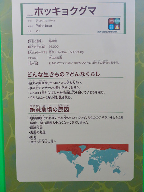 名古屋市科学館「絶滅動物研究所」展 No - 151：ホッキョクグマの説明