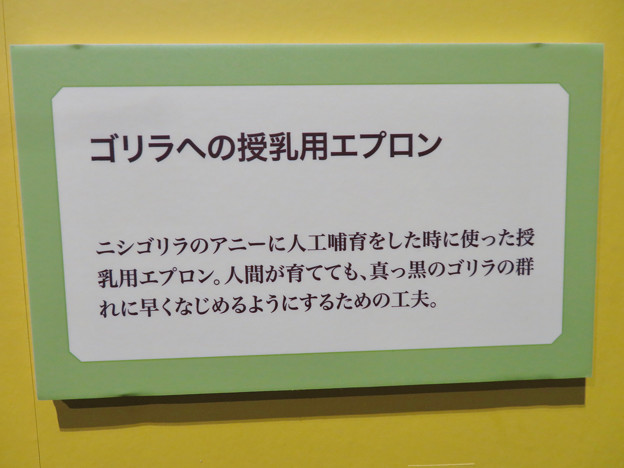 名古屋市科学館「絶滅動物研究所」展 No - 157：ゴリラ授乳用エプロンの説明