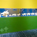 名古屋市科学館「絶滅動物研究所」展 No - 159：アミメキリンの骨