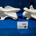 名古屋市科学館「絶滅動物研究所」展 No - 160：アミメキリンの骨（頚椎）