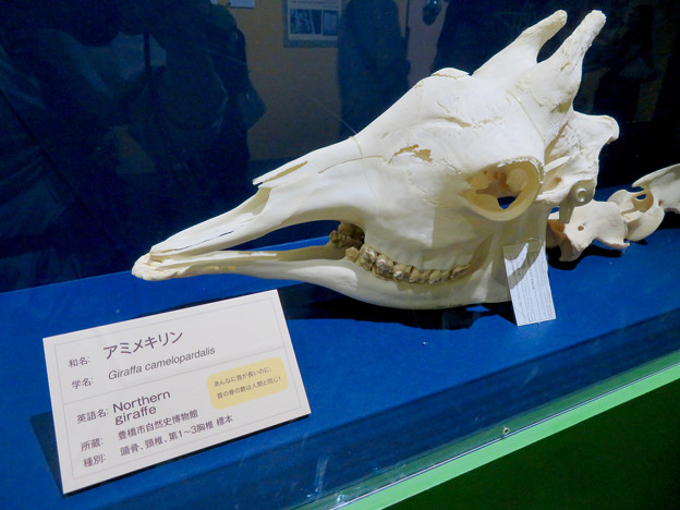 名古屋市科学館「絶滅動物研究所」展 No - 161：アミメキリンの骨（頭部）