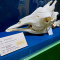 名古屋市科学館「絶滅動物研究所」展 No - 162：アミメキリンの骨（頭部）