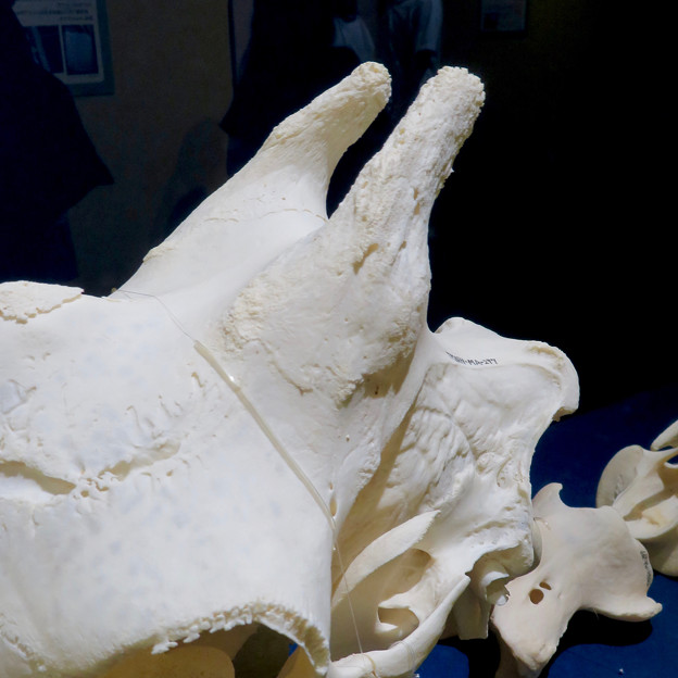 名古屋市科学館「絶滅動物研究所」展 No - 163：アミメキリンの骨（角の部分）