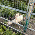 Photos: 春日井市出川町：放牧されてるヤギ