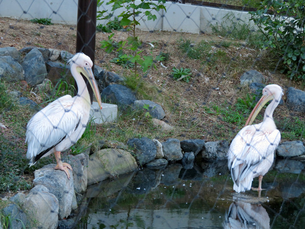 東山動植物園：2羽並んでたモモイロペリカン - 1