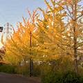 Photos: 尾張広域緑道の紅葉した木々 - 2