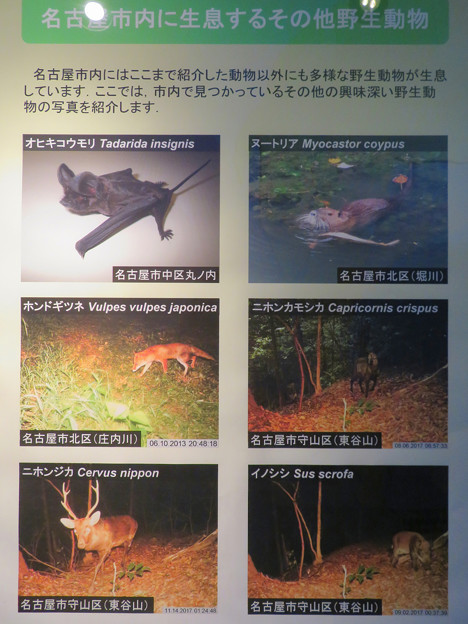 東山動植物園：名古屋市内にいる野生動物 - 3（様々な動物）