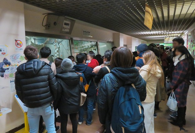 日本モンキーセンター：ゴリラの食事風景を見ている人たち - 2