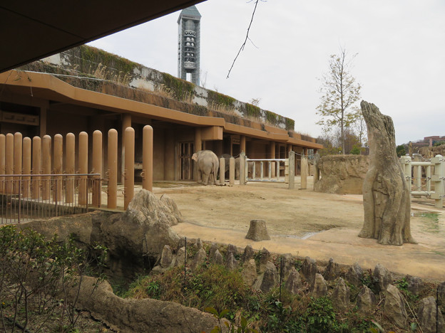 Photos: 東山動植物園のアジアゾウ舎「ゾージアム」 - 4