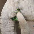 Photos: 東山動植物園のアジアゾウ舎「ゾージアム」 - 11