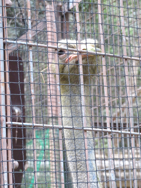 東山動植物園：ダチョウ - 3