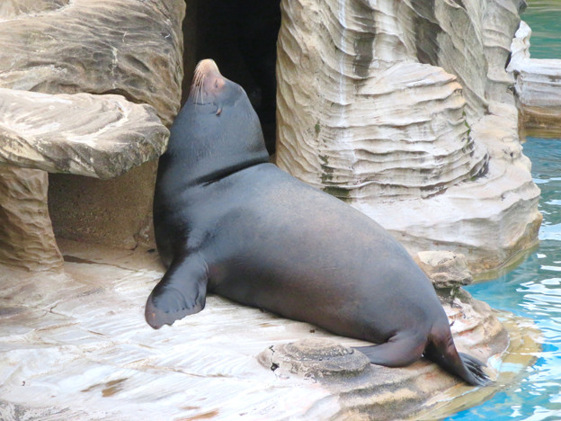東山動植物園：ちょっと辺な姿勢で寝てたアシカ - 3