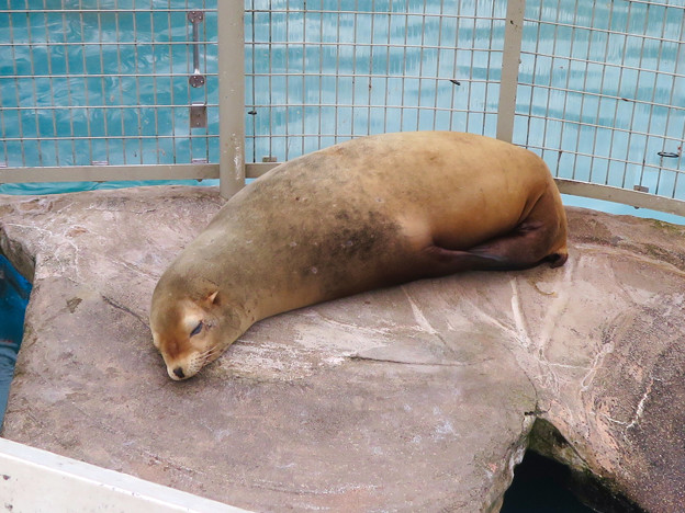 東山動植物園：今日も気持ち良さそうに寝てたアシカ - 1