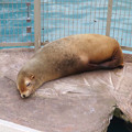 Photos: 東山動植物園：今日も気持ち良さそうに寝てたアシカ - 1