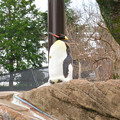 Photos: 東山動植物園：珍しく一番高い所で立ち寝してたオウサマペンギン - 1