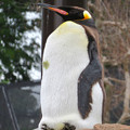 Photos: 東山動植物園：珍しく一番高い所で立ち寝してたオウサマペンギン - 2