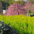 Photos: 名古屋市農業センター No - 44：満開の梅と菜の花