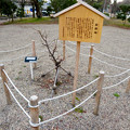 Photos: 金シャチ横丁に植えられた「家康梅」 - 2