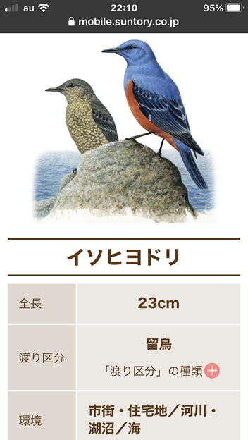 鳥の名前を調べるのにサントリーの 日本の鳥百科 がお薦め Kyu3 S Blog