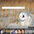 Photos: Bingトップページにユーモラスなシロフクロウの写真！w